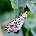 Utetheisa pulchella (Crimson-speckled Footman)
