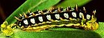 Unidentified limacodid larva photographed in West Coast Strandveld.