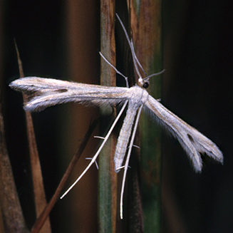 Pterophorus sp. near <i>callidus