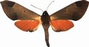 Afroclanis Calcareus Female