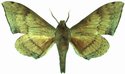 Andriasa Contraria Male