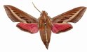 Basiothia Schencki Female