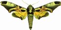 Batocnema Africana Male