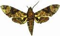 Coelonia Mauritii Male