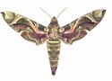 Daphnis Nerii Male