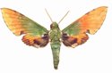 Euchloron Megaera Male