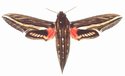 Hippotion Celeria Male