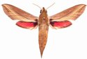 Hippotion Eson Female