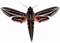 Hippotion Osiris Male