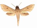 Hippotion Roseipennis Male