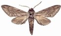 Hoplistopus Butti Male