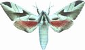 Leptoclanis Pulchra Female