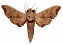 Likoma Apicalis Male