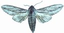 Litosphingia Corticea Male