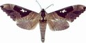 Loshostethus Dumolinii Male