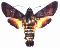 Macroglossum Trochilus Male
