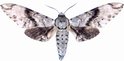 Macropoliana Natalensis Male