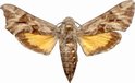 Microsphinx Pumila 