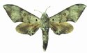 Neopolyptychus Compar Male