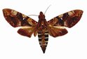 Nephele Accentifera Female