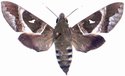 Nephele Argentifera Female