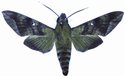 Nephele Comma Male