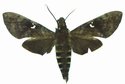 Nephele Peneus Male