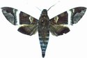 Nephele Rosae Male