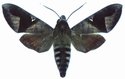 Nephele Vau Male