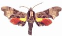 Odontosida Magnifica Male