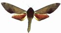 Phylloxiphia Puctum Male