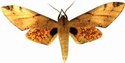 Platysphinx Piabilis Male