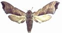 Polyptychoides Grayi Female