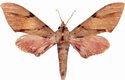 Polyptychus Baxteri Male