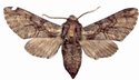 Polyptychopsis Marshalli Male