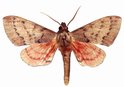 Pseudandriasa Mutata Male