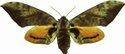 Pseudoclanis Postica Female