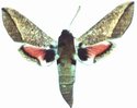Rhodafra Marshalli Female