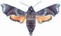 Temnora Elegans Female