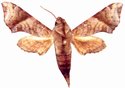 Temnora iapygoides Male