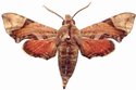 Temnora inornata Male