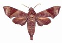 Temnora Marginata Male