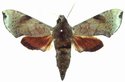 Temnora Murina Male