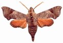 Temnora Namaqua Male
