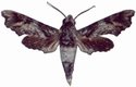 Temnora Natalis Male