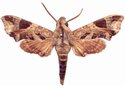 Temnora Plagiata Male