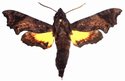 Temnora Pseudopylas Male