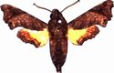 Temnora Pylades Male