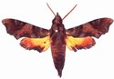 Temnora Pylas Male