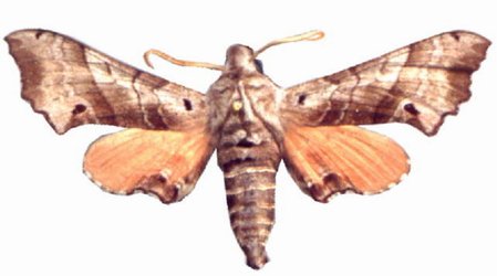 Odontosida Pusilla Male
